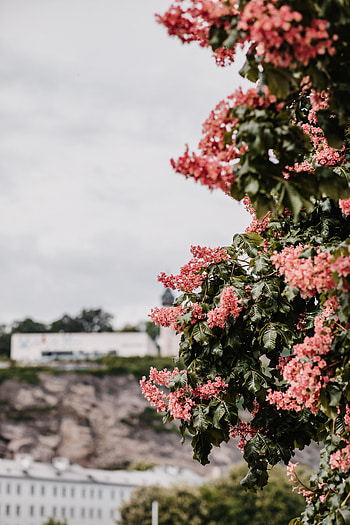 Flowers, Leaves, Wood, Tree, Bloom, Flowering HD phone wallpaper