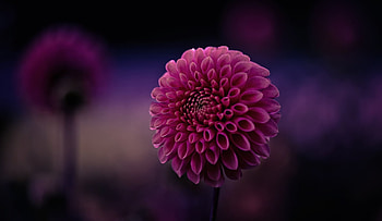 Purple love, purple, garden, love, flower HD wallpaper