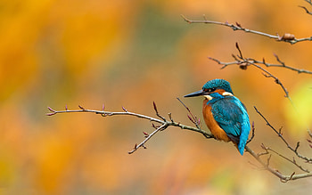Kingfisher, branch, animal, bird HD wallpaper