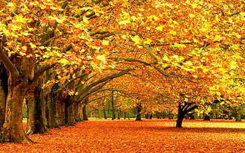For > Beautiful Autumn Trees HD wallpaper