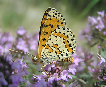 Warm feelings, sunshine, yellow warm, feeling, soft purple, wild, orange, butterflies, butterfly, bugs, green, nature, flowers, forever HD wallpaper