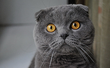 Animals, Cat, Muzzle, Sight, Opinion, Charming HD wallpaper