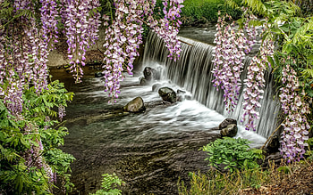 Waterfall in Blooms, waterfall, nature, blooms, rocks HD wallpaper