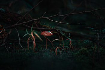 Grass, Macro, Branch, Mushroom, Moss HD wallpaper