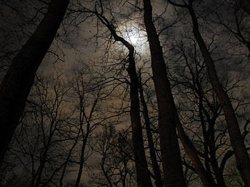 Black Forest, night, sofia, black, graphy, dark, park, moon, light, bulgaria, trees, nature, forest HD wallpaper