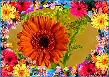ORANGE GERBERA, FLOWER, PRETTY, ORANGE, FRAMED HD wallpaper