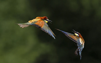 Birds, Animal, Bee Eater, Bird HD wallpaper