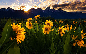 Wildflowers in The Grand Tetons, twilight, clouds, sky, mountains, wyoming, usa HD wallpaper
