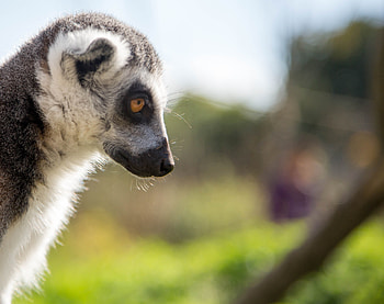 Animals, Muzzle, Sight, Opinion, Lemur, Profile HD wallpaper