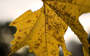 Autumn, Macro, Sheet, Leaf, Dry, Maple HD wallpaper