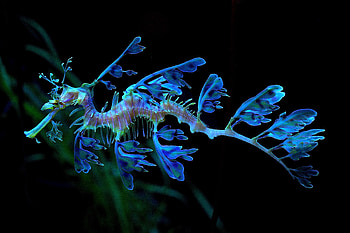 Leafy seadragon, blue, animal, summer, black, green, cute, creature HD wallpaper