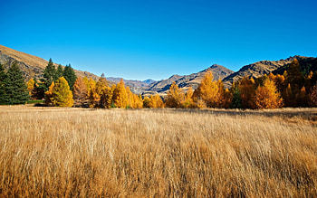 autumn field, field, autumn, grass, tree, mountain HD wallpaper