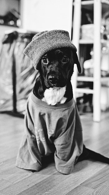 Animals, Dog, Pet, Bw, Chb, Clothing HD phone wallpaper