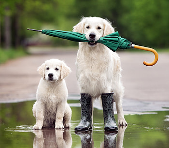 Rainy day, rain, cute, couple, water, boots, caine, umbrella, dog, puppy, funny HD wallpaper