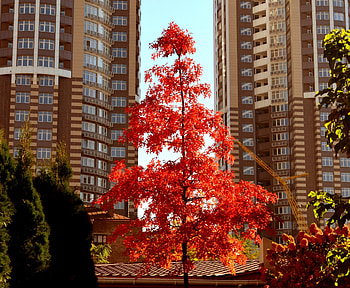 Autumn in the City, leaves, house, fall, trees, colors HD wallpaper