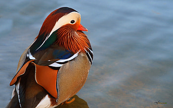 Animals, Water, Duck, Mandarin Duck, Large, Big HD wallpaper