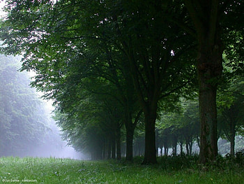 ab lindenlaan mist, nature, tress, green HD wallpaper