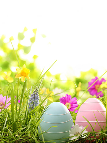 Eggs basket Easter, Samsung Galaxy S8 , Spring celebration, Festive design HD phone wallpaper