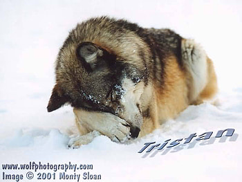 tristan with his paw on his muzzle, beautiful wolves, wolves, tristan, muzzle, alska, grey wolves, snow, timber wolvs, red wolves, wolf pups HD wallpaper