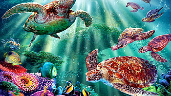 Marine Sea Turtles, Tropical, Tranquility, Reptiles, Lagoon HD wallpaper