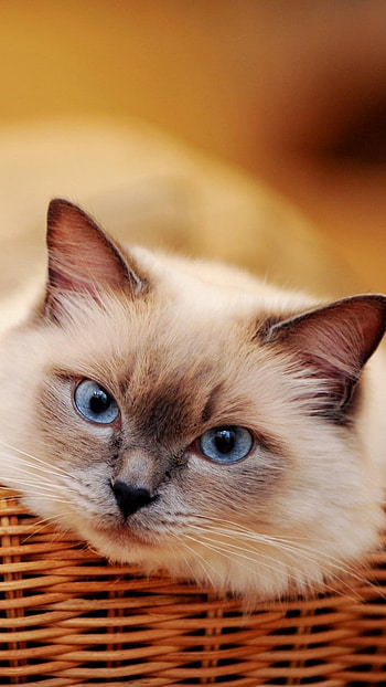 A Cute, Cat, Blue Eyes HD phone wallpaper