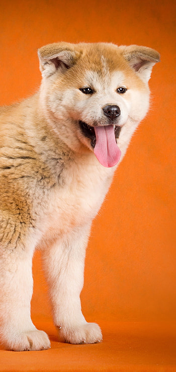 dog, Animal HD phone wallpaper