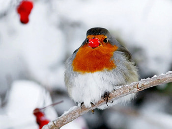 Beautiful Bird, cool, beautiful, bird HD wallpaper