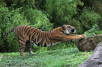 Animals, Grass, Predator, Tiger, Stretch HD wallpaper