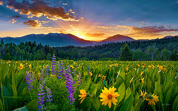 Rae Lakes Loop in the Sierra Nevada, wildflowers, california, blossoms, clouds, sky, mountains, sunset HD wallpaper