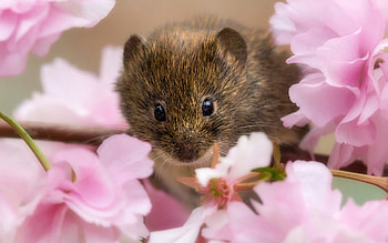 Mouse, animal, brown, pink, flower, spring, rodent, blossom HD wallpaper
