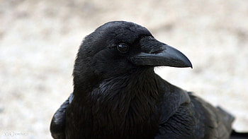 Raven bird , backgrounds, Avian beauty, Wildlife graphy HD wallpaper