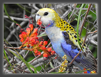 FRAMED BIRDS, BIRDS, NATURE, FRAMED HD wallpaper