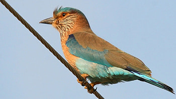 Indian Roller, blue, brown, beautiful, bird HD wallpaper
