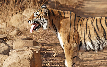 Animals, Predator, Big Cat, Tiger, Protruding Tongue, Tongue Stuck Out, To Stand, Stand HD wallpaper