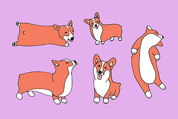 Corgis on Purple HD wallpaper