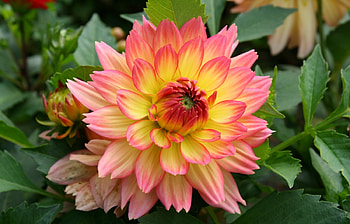 Plants, Flowers HD wallpaper