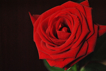 Red beauty, rose, tenderness, perfection, beautiful, wonderful, amazing, red rose, beauty HD wallpaper