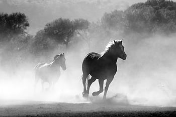 Black and white of wild horses galloping through a misty landscape, showcasing dom and motion. HD wallpaper