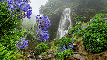 Ribeira dos Caldeiroes Natural Park, Sao Miguel Island, Azores, Portugal, landscape, trees, flowers, rocks, river HD wallpaper