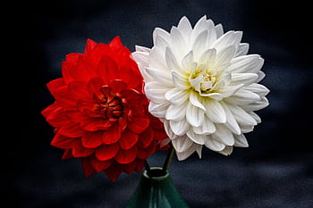 Close-up of vibrant red and white dahlias in a green vase showcasing their exquisite petals. HD wallpaper