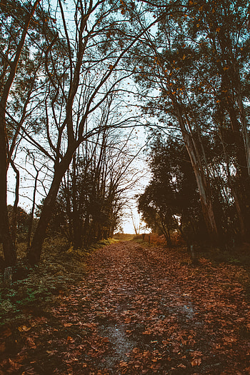 Nature, Trees, Autumn, Foliage, Track HD phone wallpaper