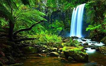 Enchanting Brazil, Diverse rainforest, Natural wonders, Ecological legacy HD wallpaper