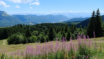 Purple, Flowers, Mountains, Trees, Forest, Trail, Grass, Field, Bushes, Blue, Sky Nature HD wallpaper