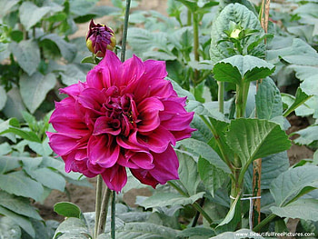 DAHLIA, leaves, pretty, green HD wallpaper