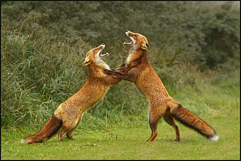 FOXTROT, red fox, trot, wildlife, canine, wild, fox HD wallpaper