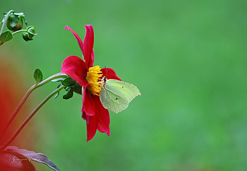 Dahlia, Nature, Butterfly, Flower HD wallpaper