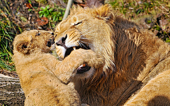 Games, Animals, Lions, Young, Couple, Pair, Care, Joey HD wallpaper