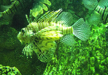 Lionfish in Arizona Aquarium, venomous fish, wildlife world zoo and aquarium, poison fish, lionfish HD wallpaper