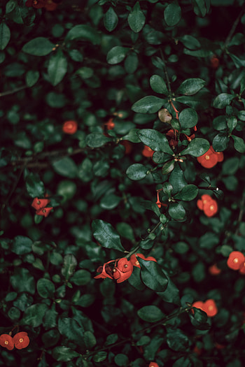 Flowers, Bush, Plant, Macro HD phone wallpaper