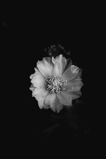 Flowers, Flower, Petals, Bud, Bw, Chb HD phone wallpaper